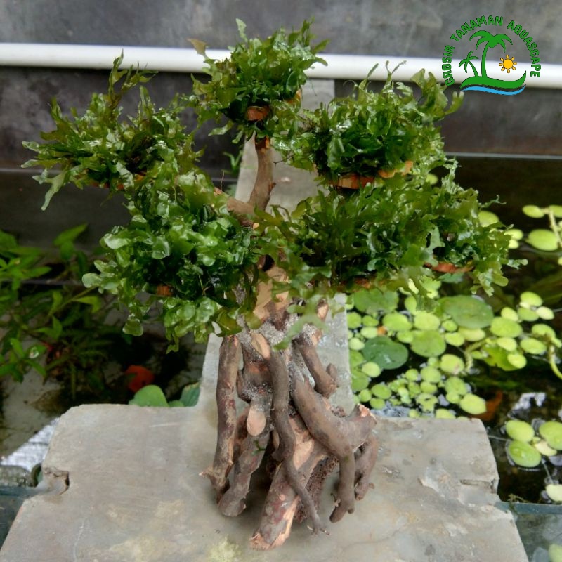 Jual Bonsai Aquascape Pohon Bonsai Aquarium Bonsai Akar Senggani