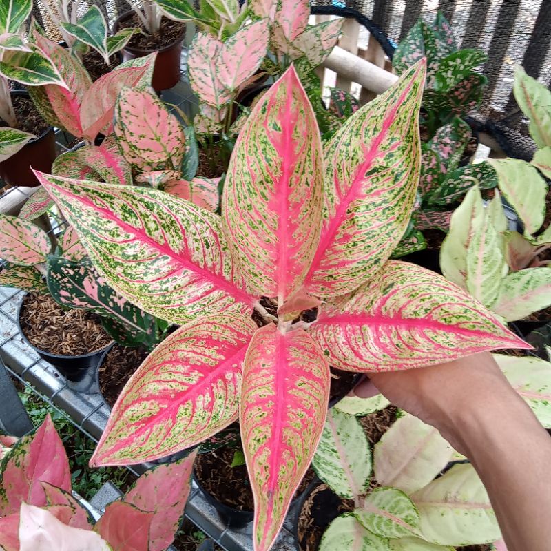 Aglonema Red Legacy Dewasa Daun 6-7-8