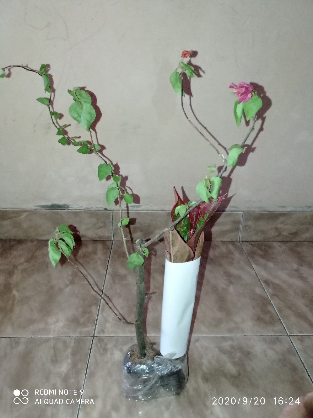 Bougenville / Bunga Kertas Tanaman Hias Outdoor