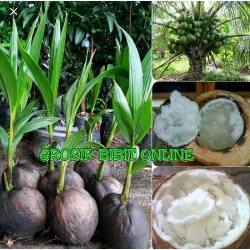 

COD!! - BIBIT KELAPA KOPYOR BERBUAH LEBAT