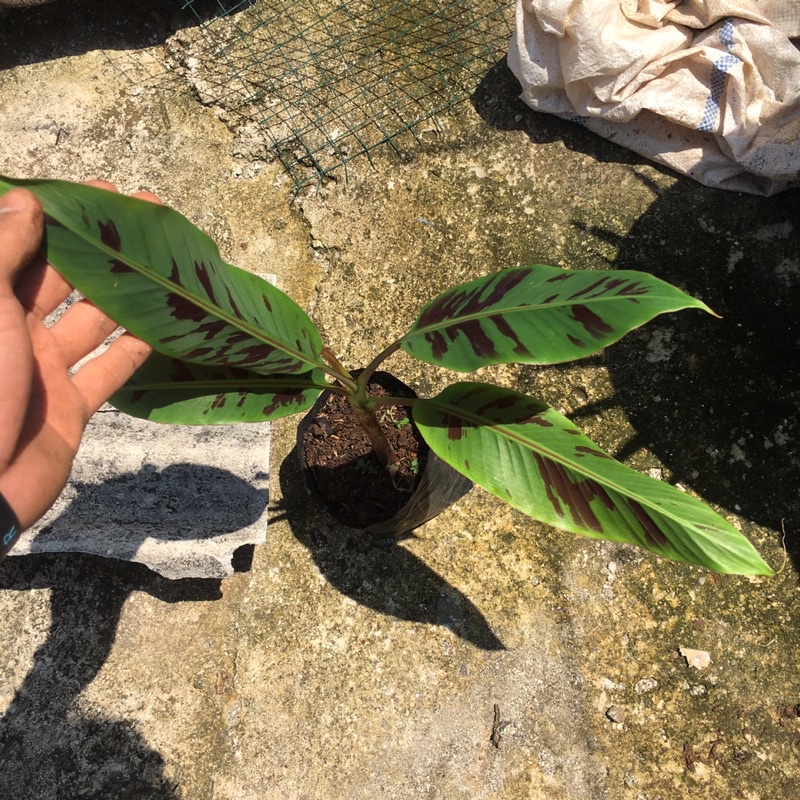 tanaman hias pisan banana blood / banana red tiger