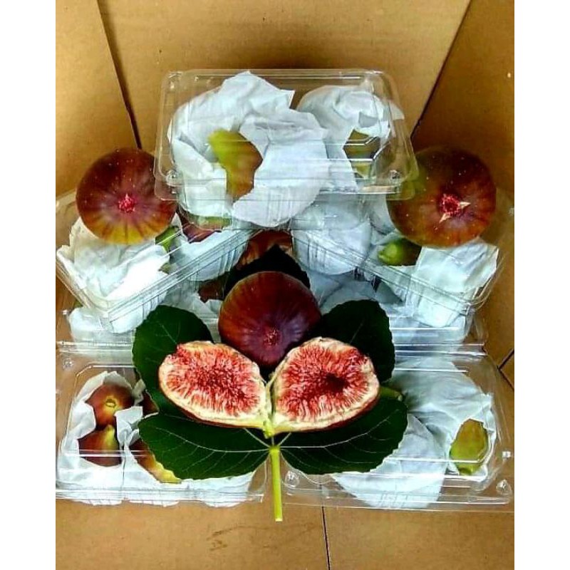 

buah tin /fig/ ara fresh organik 150gr