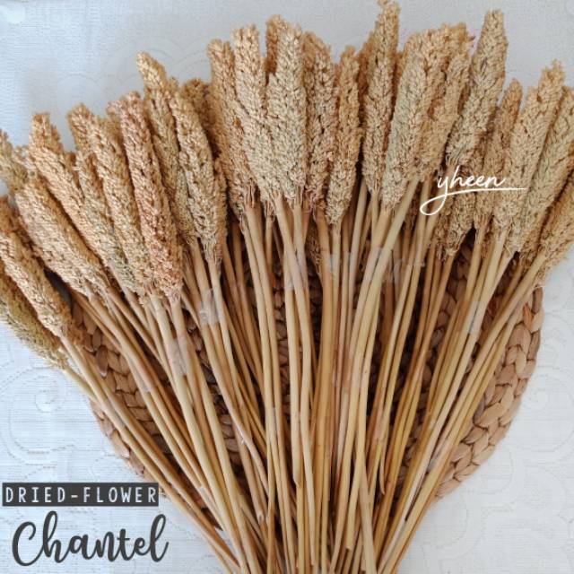 Bunga Kering Chantel / Bunga Kering Gandum / Dried Flower Chantel / Cantel