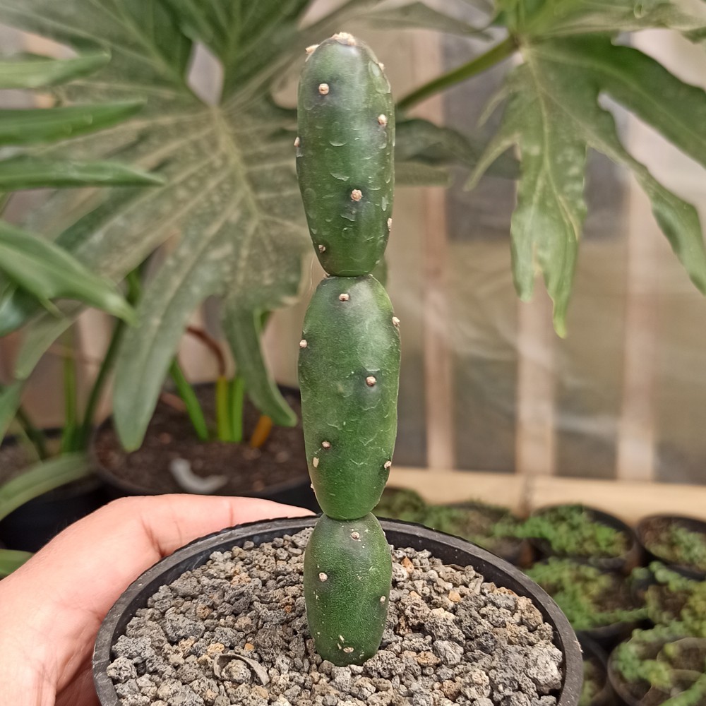 Kaktus Sukulen | 260. Opuntia Canterae