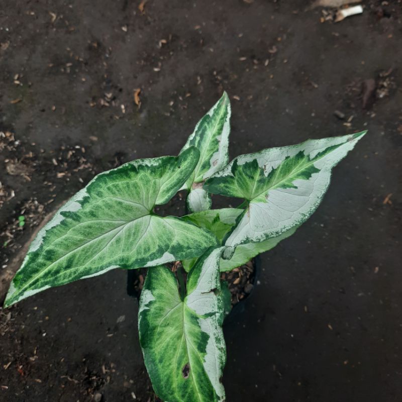 syngonium threeking singonium threeking syngonium magic marble