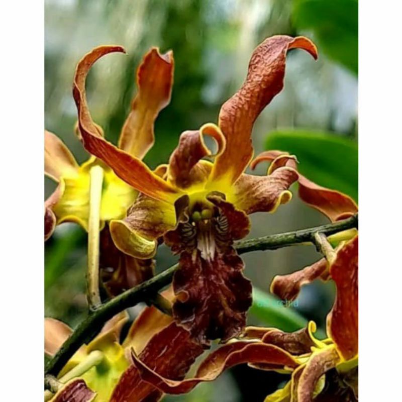 Dendrobium black alien