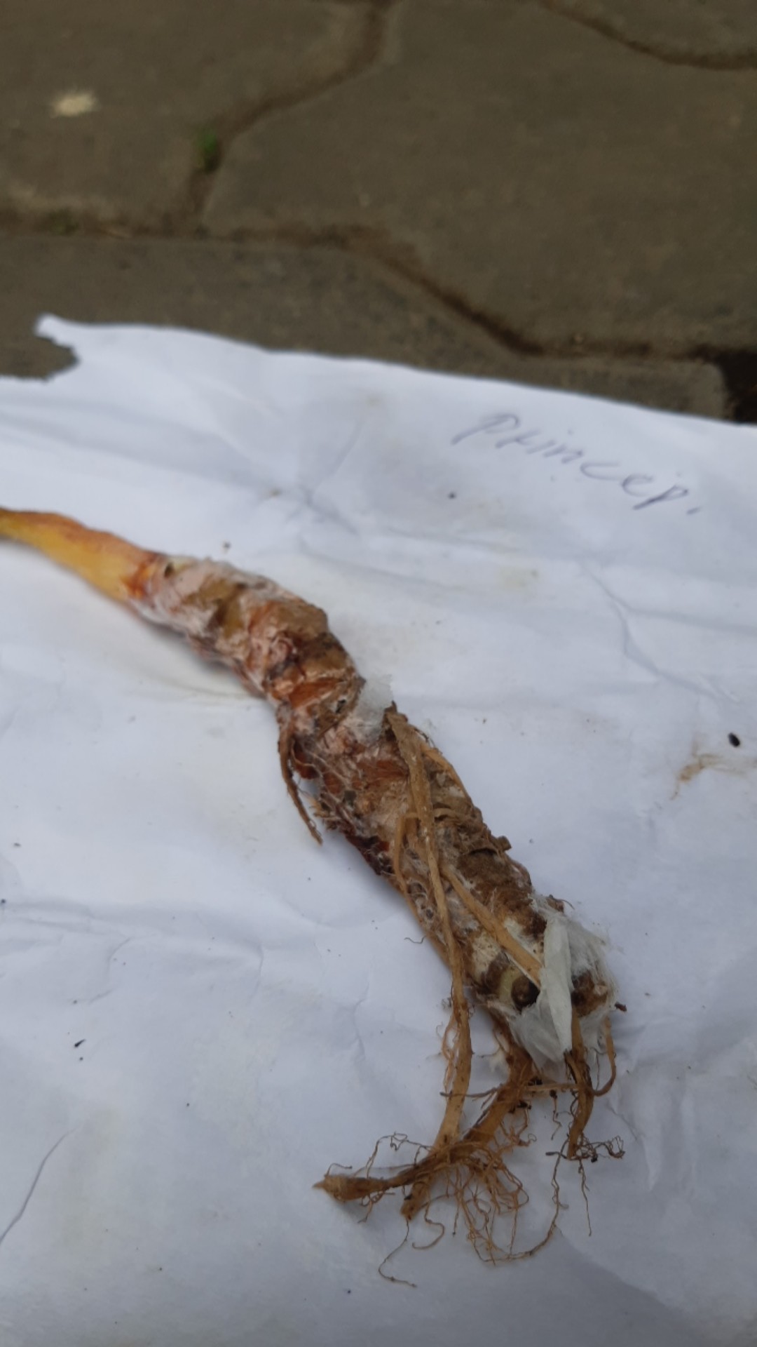 Bonggolan Alocasia Princeep