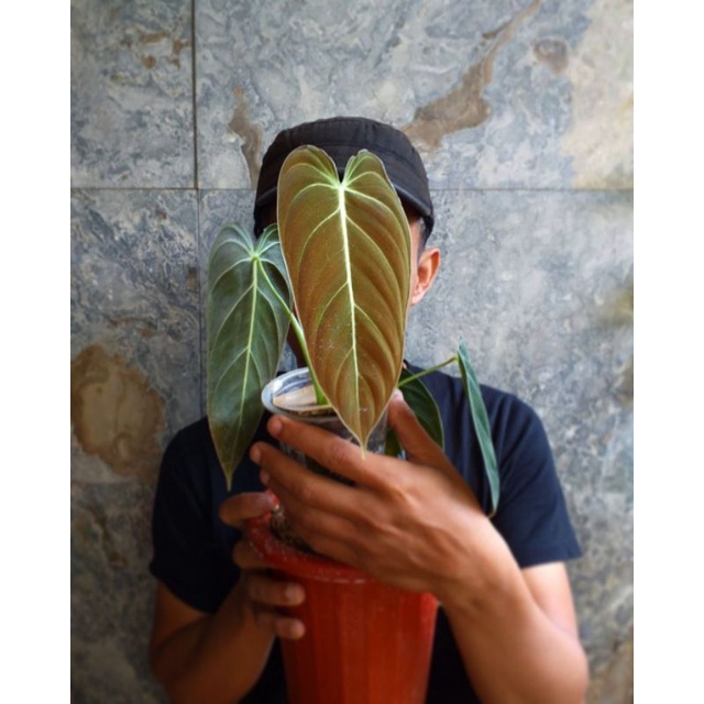philodendron Melanochrysum NARROW