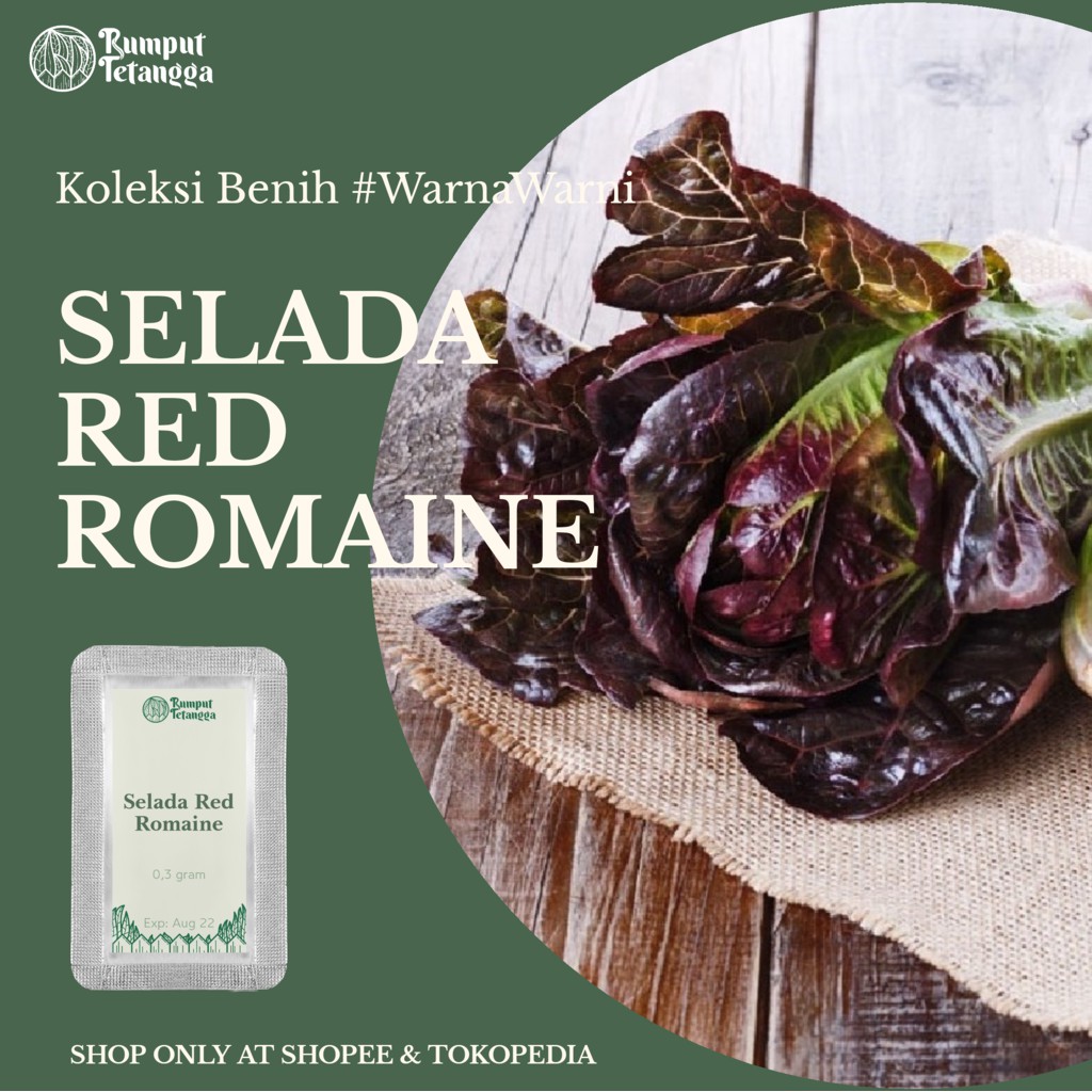 BENIH SELADA RED ROMAINE