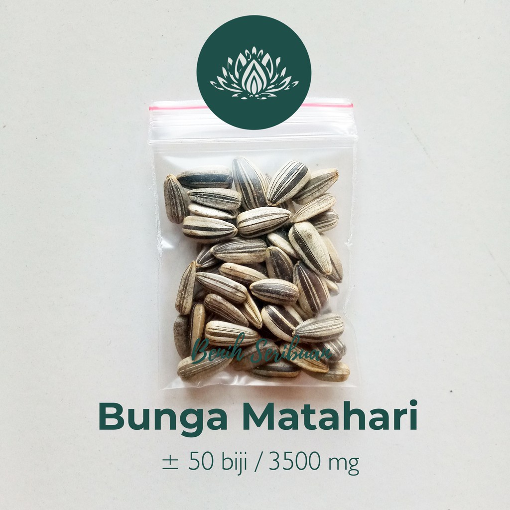 Bibit Bunga Matahari - 50 Benih Sunflower Yellow Unggul Biji Tanaman Sun flower Mix Premium Seed