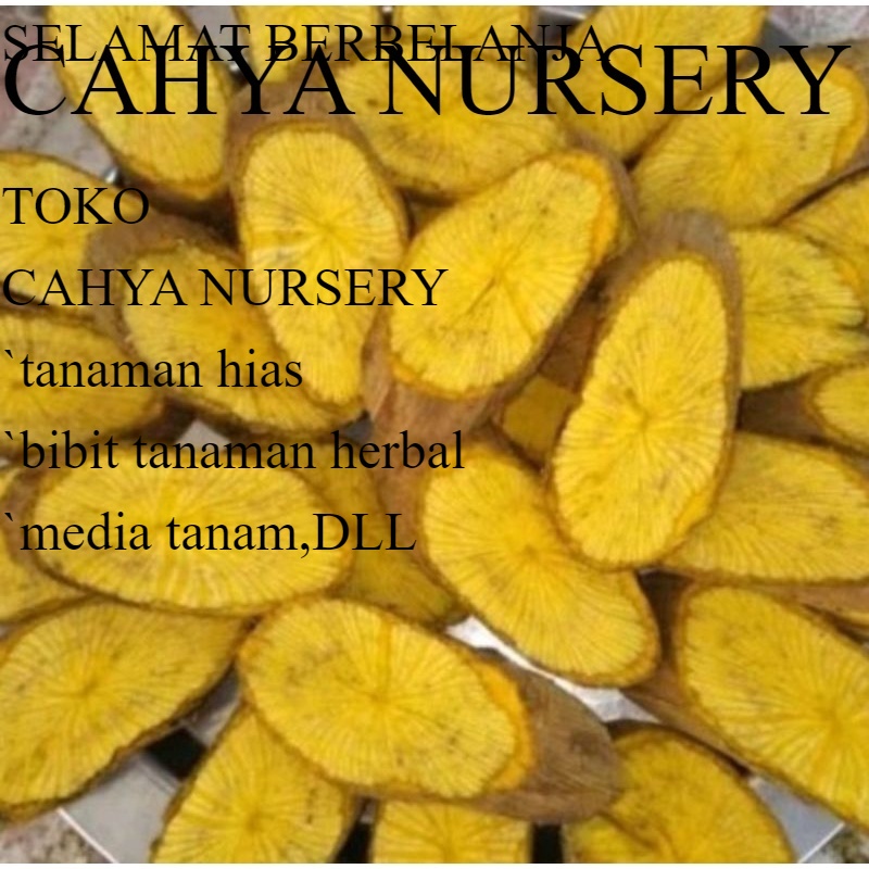 

Terbaru 1 kg Akar Bajakah Kuning Kering Siap Seduh Original Harga diskon 50-55%