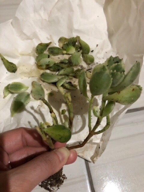 Tanaman Kaktus Dan Sekulen Euforbhia Decaryii