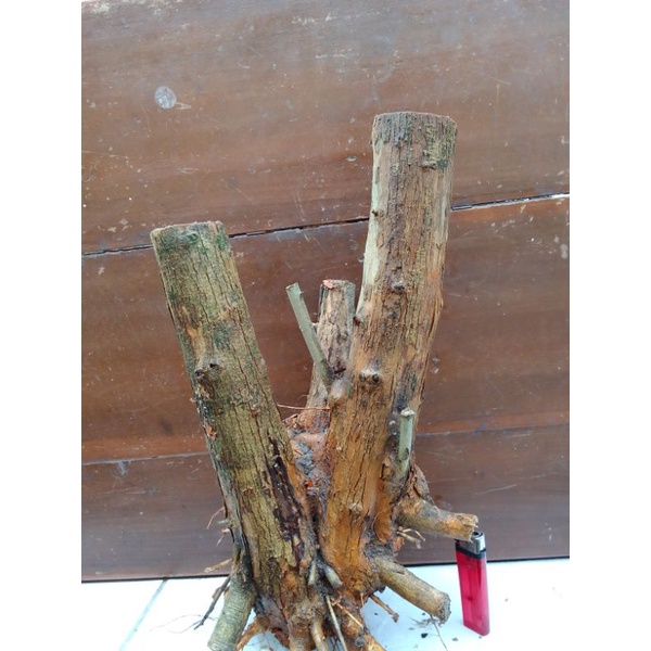 Bahan dangkelan bonsai sisir/tanaman sisir /hiasan sisir/bonsai sisir berkarakter jumbo.