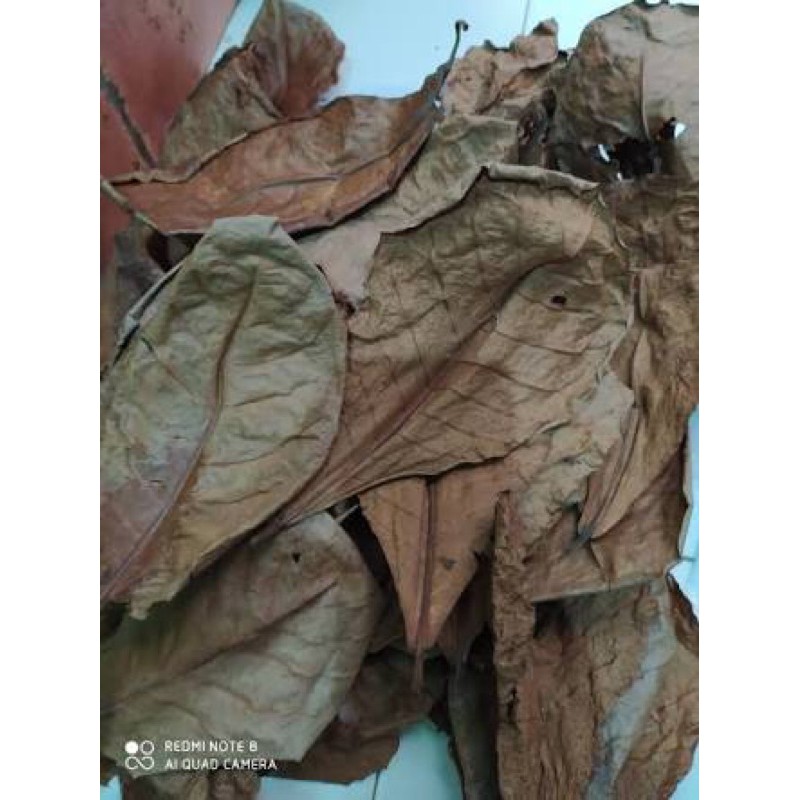 

Ketapang olahan untuk ikan cupang 100gr