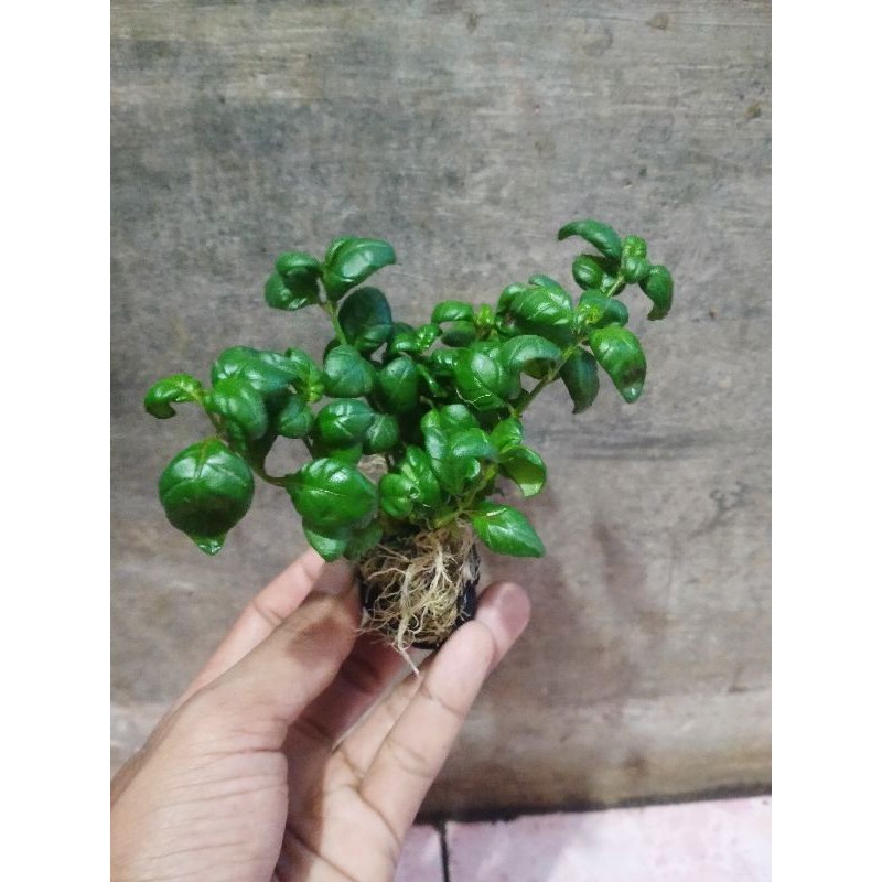 Tanaman aquascape Wabikusa angguran