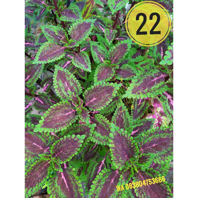 Miana Coleus id No 22