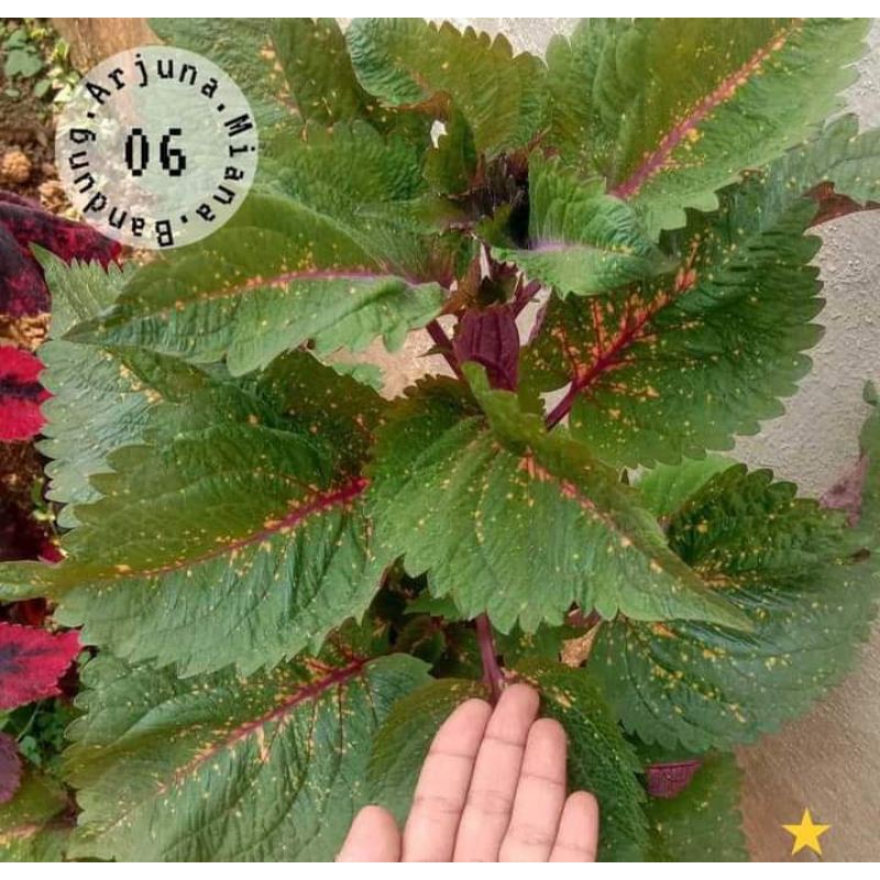 miana kode 06 /Arjuna Miana Bandung