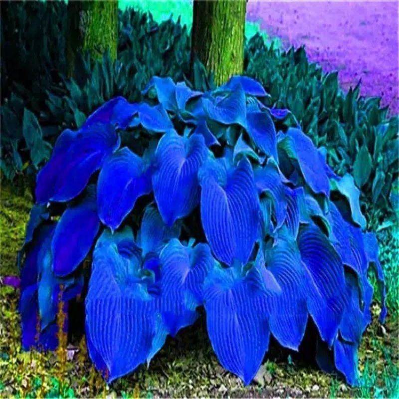 5 Biji Benih Bibit Bunga Langka Petunia Colorful Termurah Mudah Hidup Warna Menarik Mudah Hidup-6
