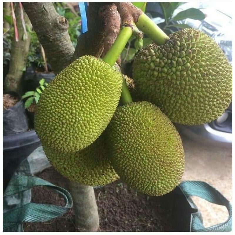 BIBIT NANGKA MINI OKULASI