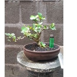 Bonsai Mame Sianci