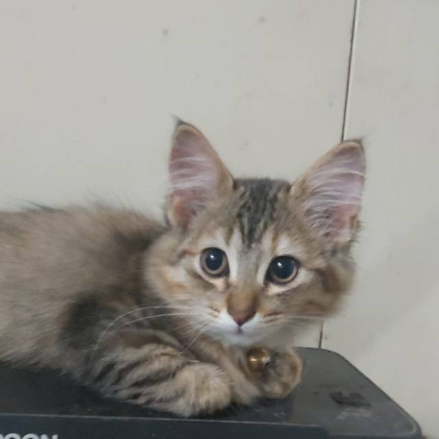 muhammadsandiwijaya83