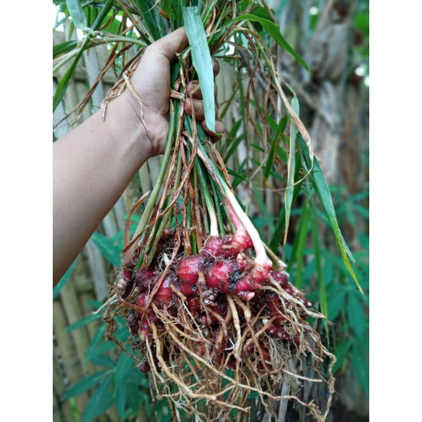 

jahe merah 1 kg