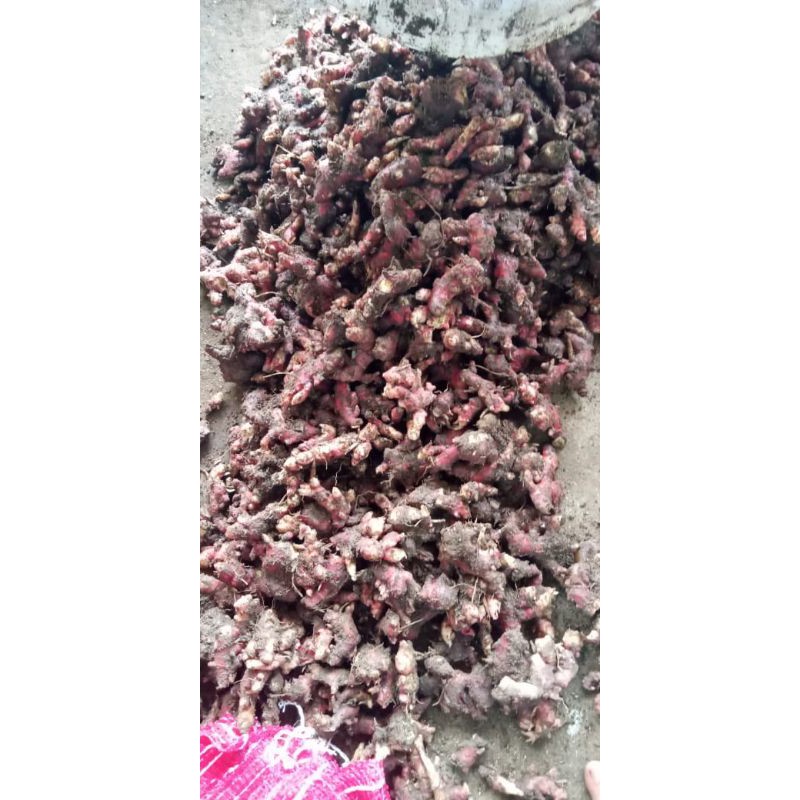 

jahe merah fresh/jahe merah murah
