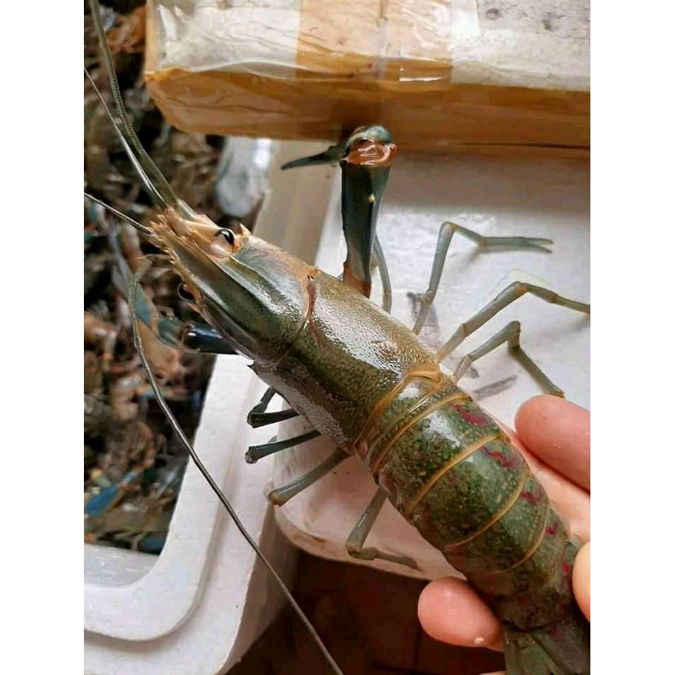 

seafood