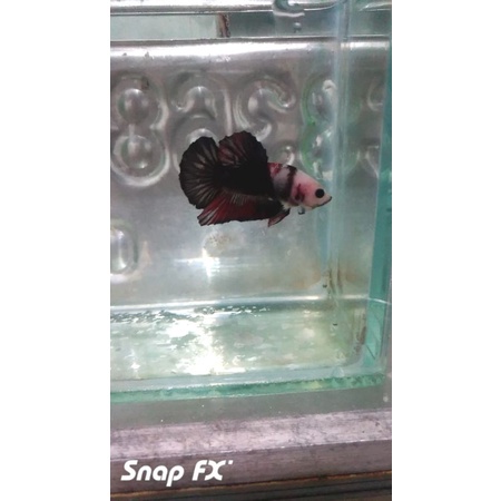 ikan cupang black koi