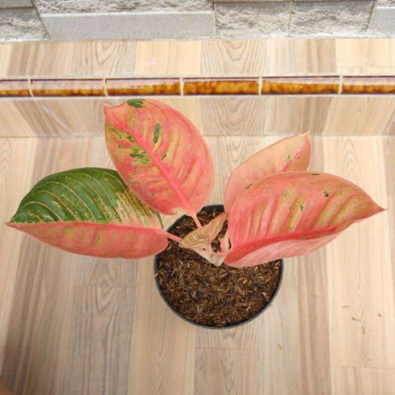 tanaman hias Aglonema Romantis love(RL) koleksi