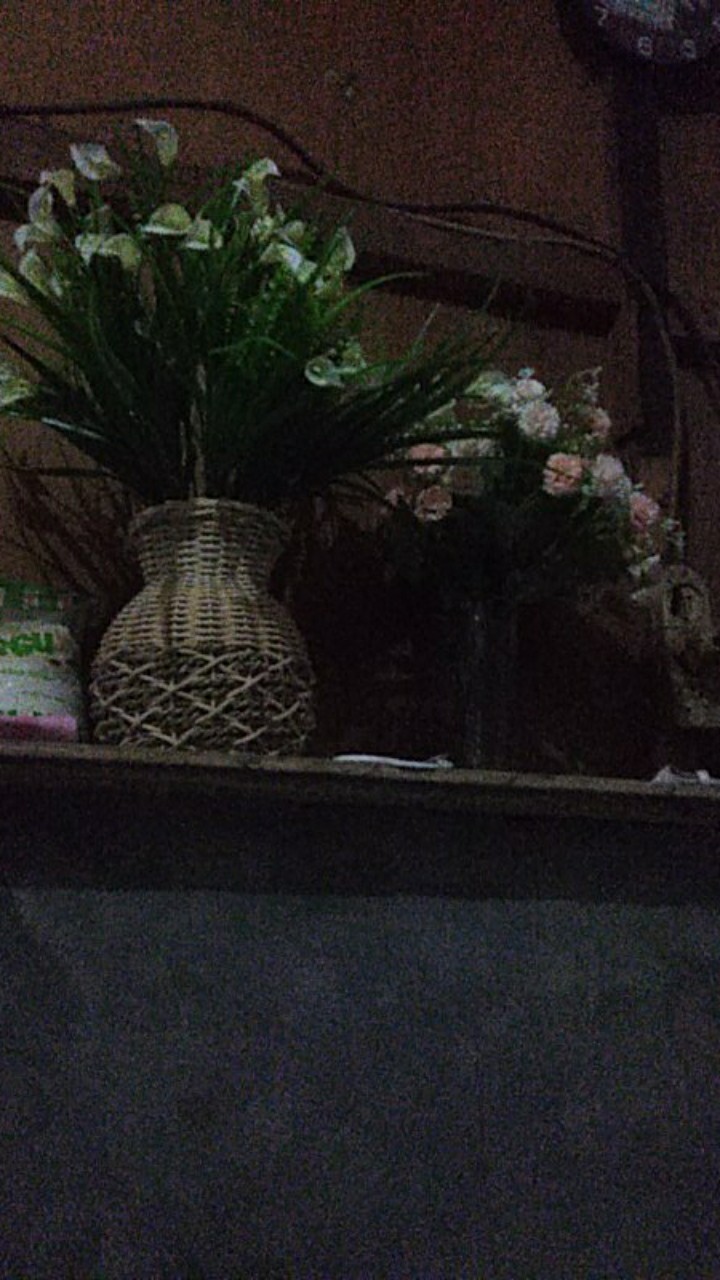 Tanaman Hias Bunga Geranium Import.