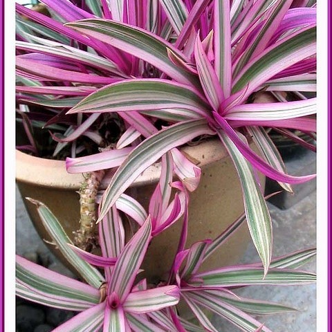 Tradescantia Spathacea / Adam Hawa Variegata - Tanaman Hias Outdoor