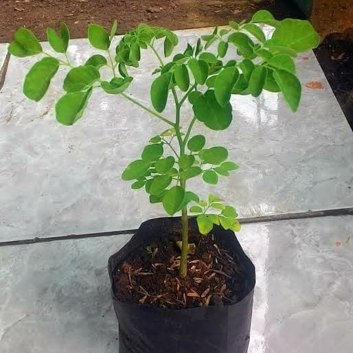 Bibit tananan kelor | bibit pohon kelor