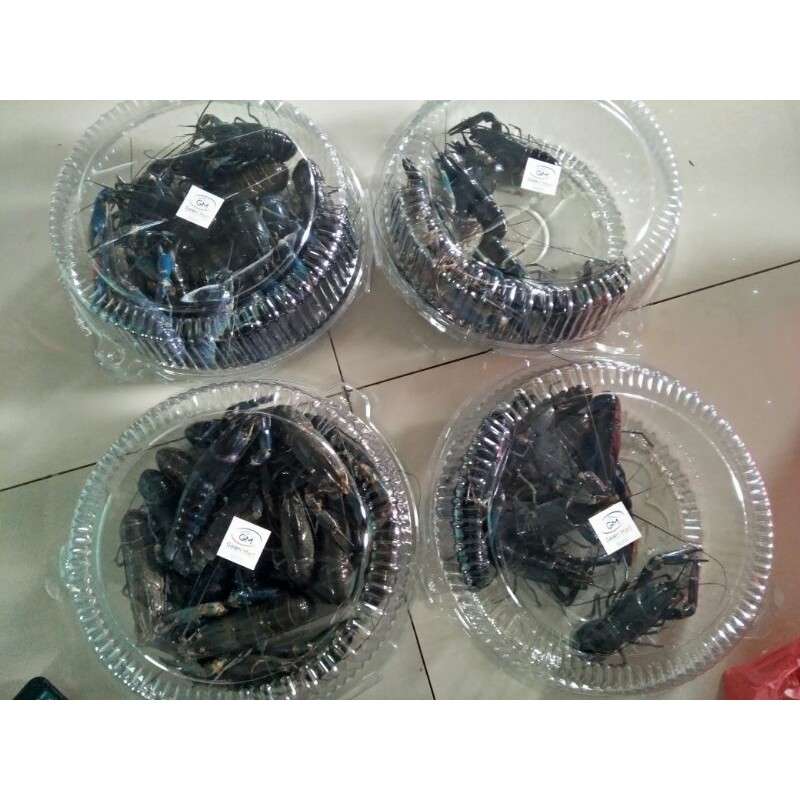 Udang Lobster Air Tawar Konsumsi Fresh Hidup 1KG