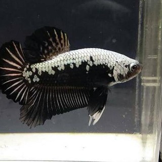 34+ ikan cupang black nemo female gif