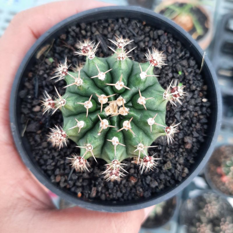 kaktus gymno miha hybrid