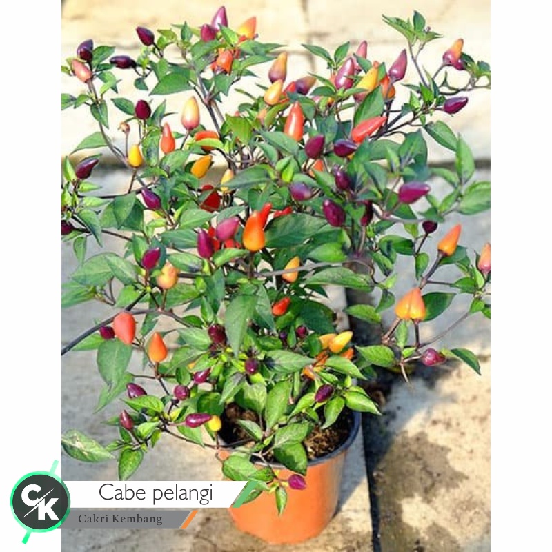 Bibit Tanaman Cabe Pelangi  ( Capsicum annum L)- Cabe Pelangi - Cabe Pelangi Berbuah - Bibit Cabe Pe