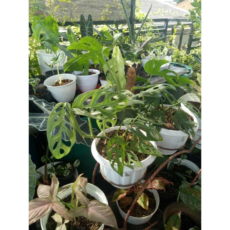 Tanaman janda bolong sudah besar