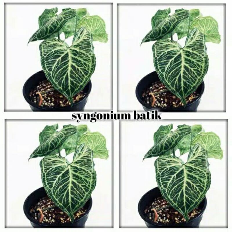 tanaman hias syngonium batik original