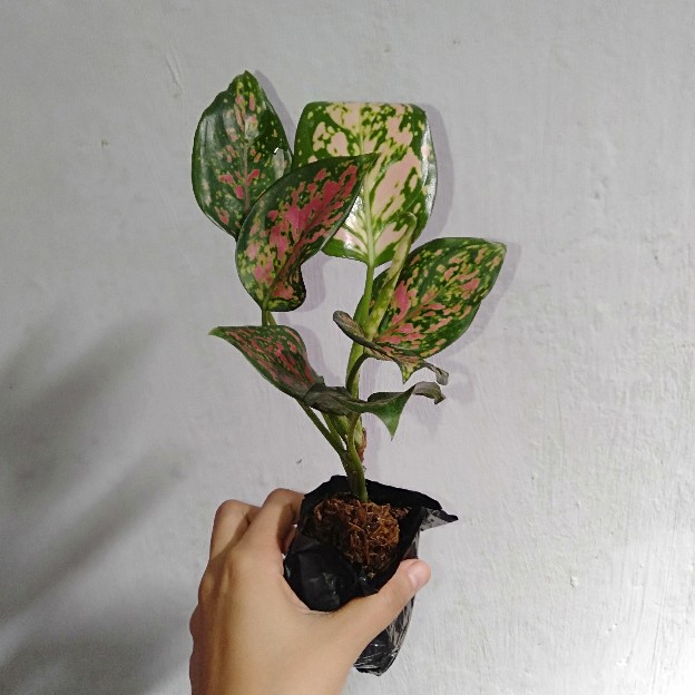 Harga Special Dud Anjamani