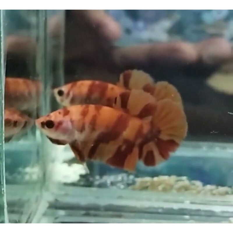 cupang koi nemo klasik dan halfmoon fancy butterfly