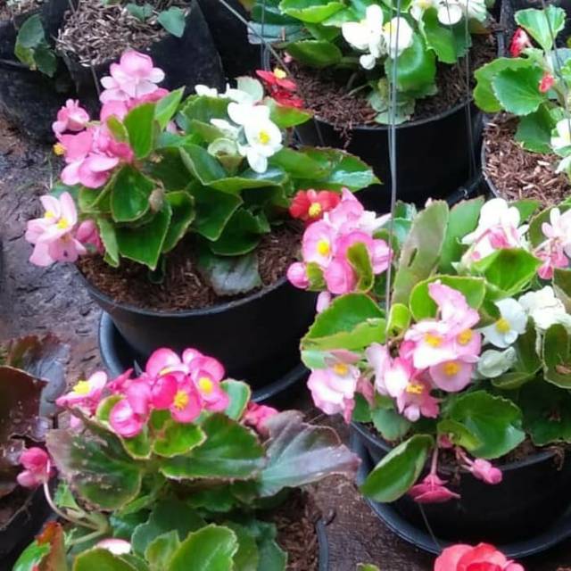 Terkeren 14 Gambar Bunga Begonia Merah Gambar Bunga Indah