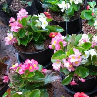 Bibit Tanaman Hias Bunga Begonia Pink Merah Jambu Tanaman Gantung Tahan Panas Shopee Indonesia