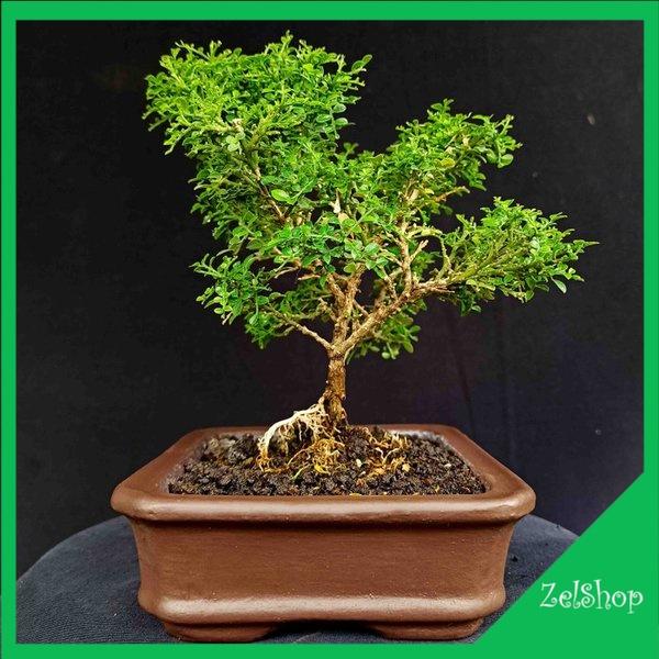 Tanaman Hias Kemuning Mikro Bahan Bonsai / Bonsai Kemuning Mikro