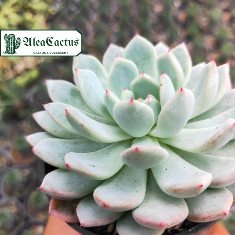 KAKTUS SUKULEN echeveria cuspidata