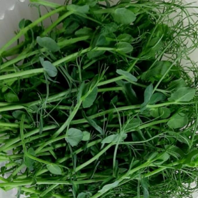 

[COD] Microgreens Peashoot 30 gram [COD]