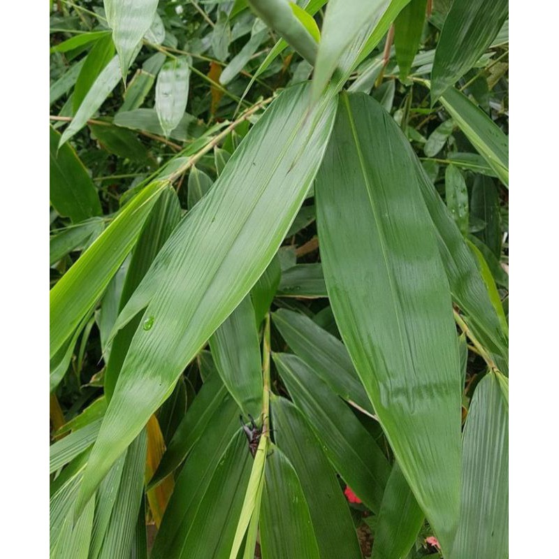 

daun bambu segar untuk bungkus bakcang/daun bambu/untuk bungkus kicang/daun bambu segar/satu lembar