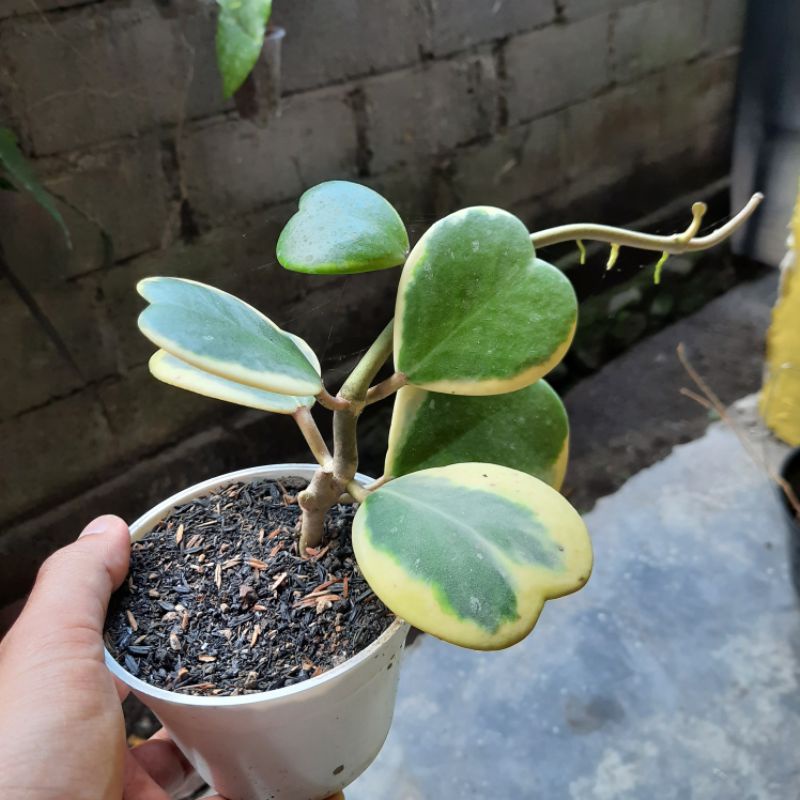 Hoya hoya