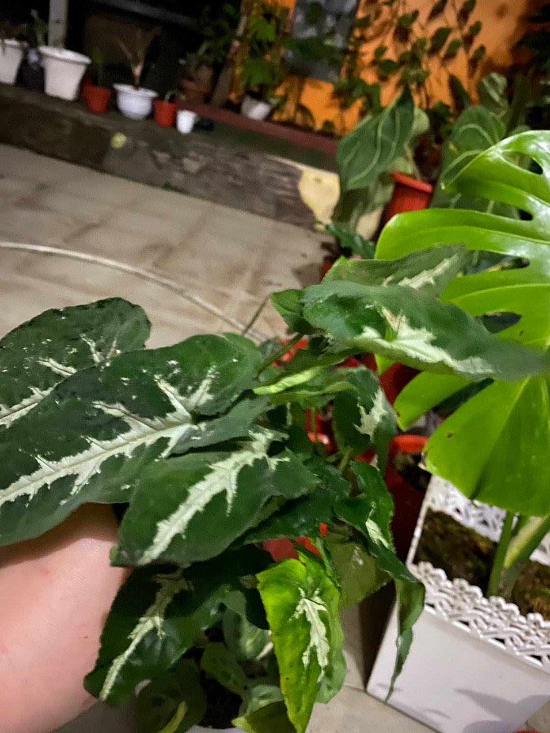 Tanaman Hias Keladi Wedlandi