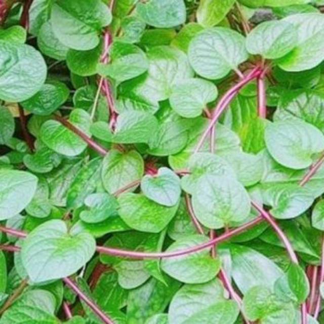 

Daun binahong (30 lembar)